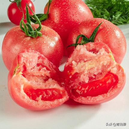 冬季大棚西红柿种植技术与管理,大棚西红柿光照几个小时最佳