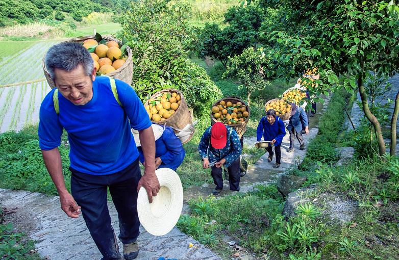 忠橙中国柑橘,忠橙出口新加坡