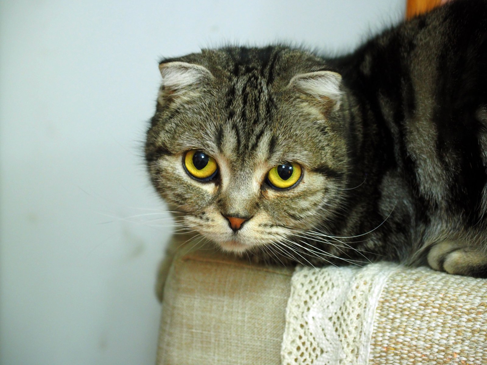 外形复古性能可靠奥林巴斯EM5II相机试用