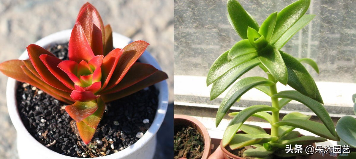 春天多肉徒长,春天多肉这样养爆盆不要太简单