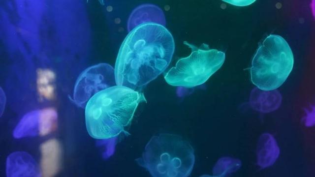 小梅沙海洋世界游玩要买票吗,小梅沙海洋世界套票2021