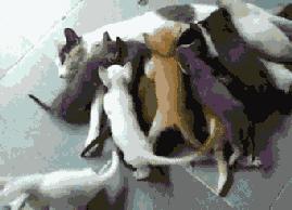 我差一点，让猫咪痛失乳头