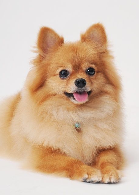 纯种狗狗的缺陷有哪些,各种品种狗狗的基因缺陷