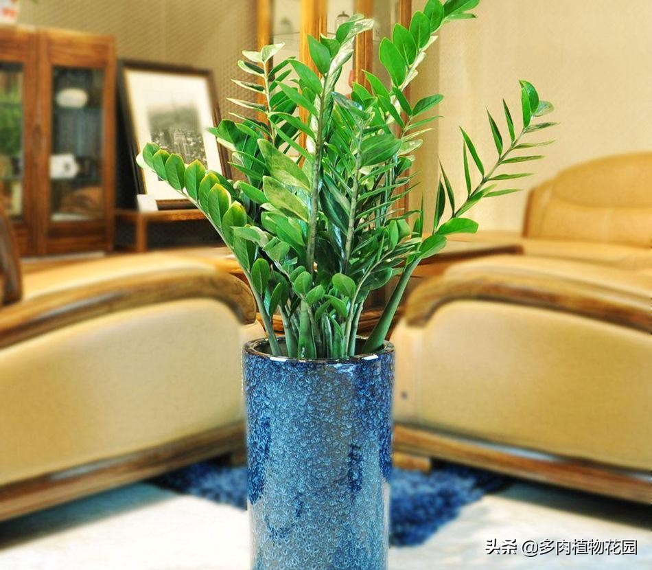 金钱树怎么才能养得又粗又壮,养护金钱树秋季使用什么肥料