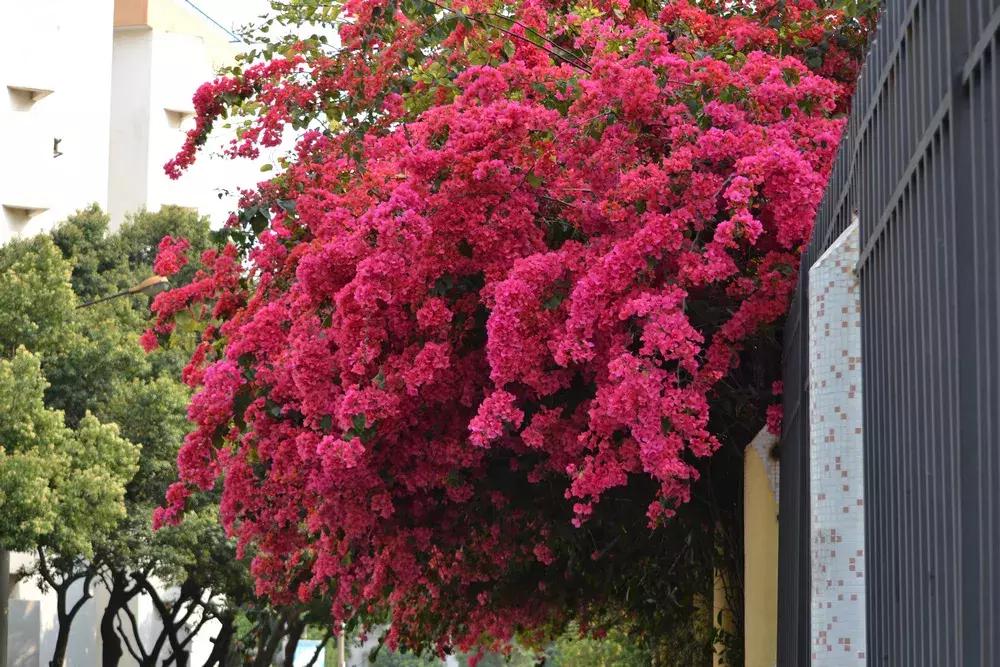 百花图谱大全100幅,工笔百花图谱100种