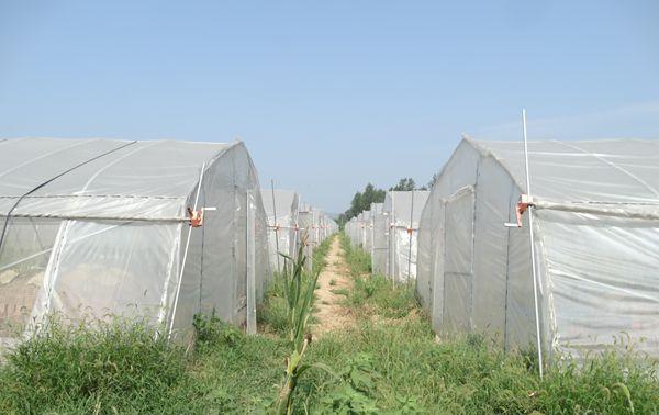 养蝎子应该给蝎子喂什么,农村养蝎子蝎子吃什么