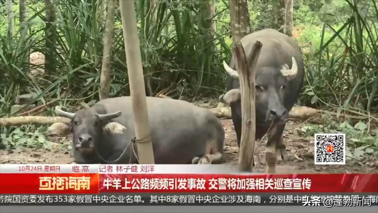 货车撞上怀孕母牛后逃逸警方已排查锁定可疑车辆