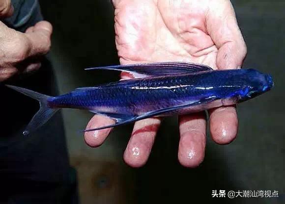 作为潮汕人，这89种海鲜你都能对上号吗