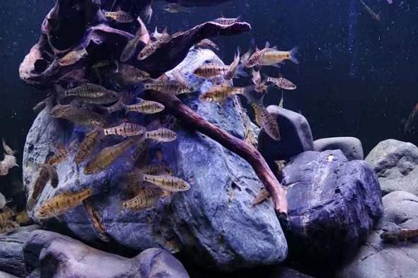 观赏鱼能吃么，有人说龙鱼的味道特别鲜美？别把药物残留不当回事