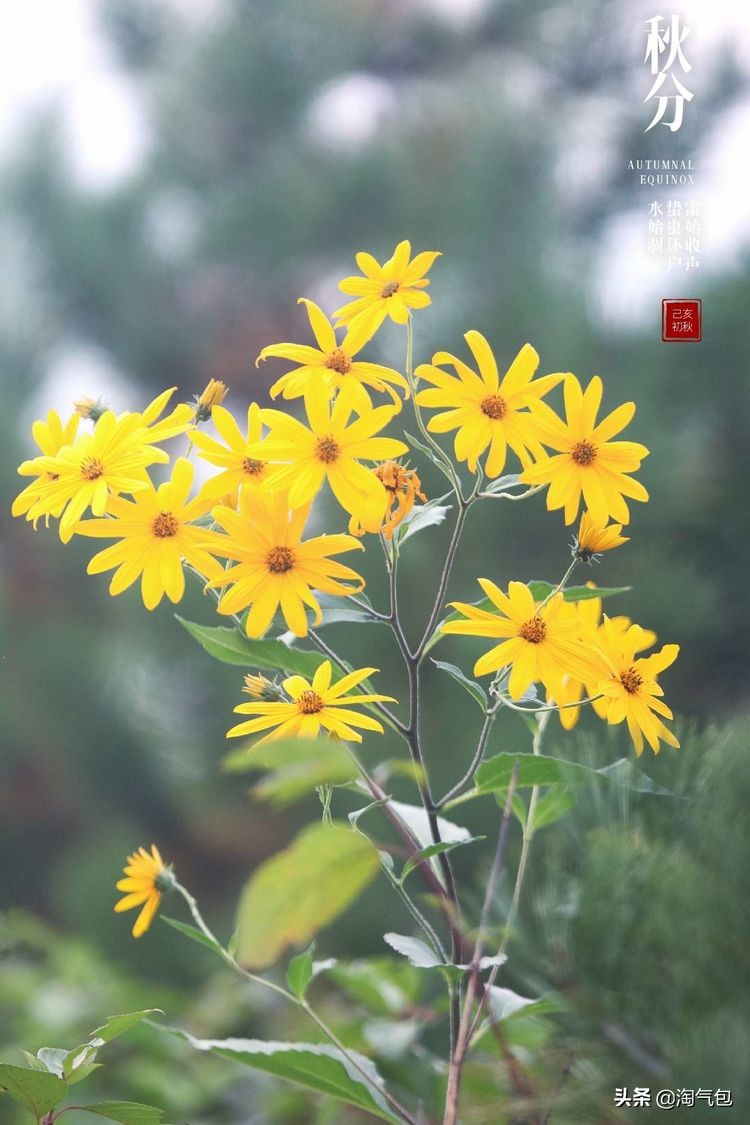 秋分愿生活恰如其分,人生恰如秋分生活恰如其分