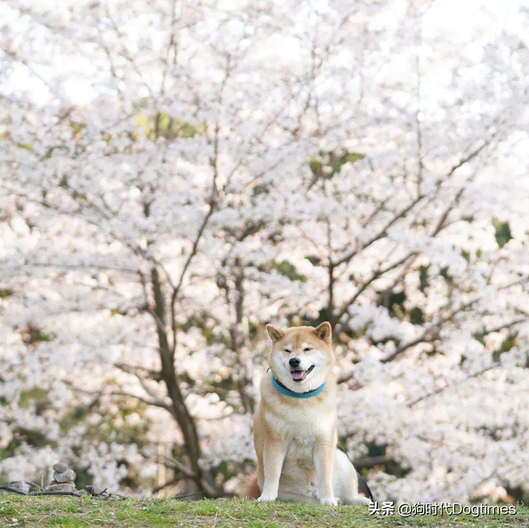 春暖花开带你去流浪,春暖花开带着狗狗去踏青