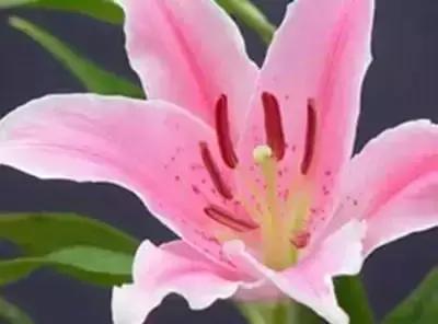 100种花的花语以及送花礼仪分享,100种花的名字和图片带花语