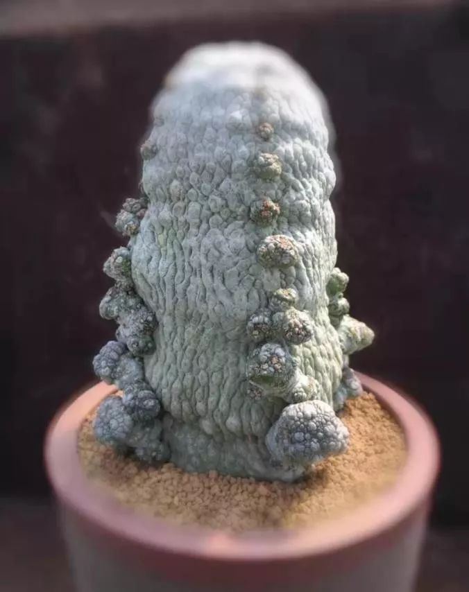 2023多肉展会直播,2023上海多肉植物展