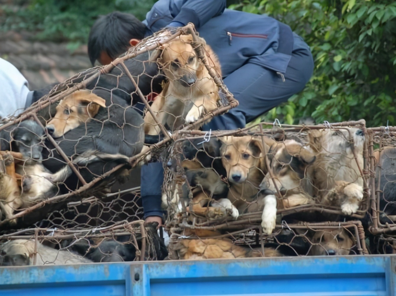狗有狂犬病为什么吃狗肉,为什么狗有狂犬病人还要吃狗肉