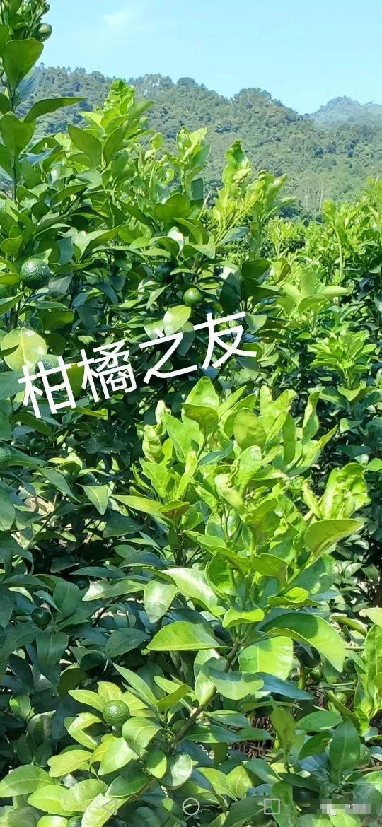 果农说，关于白癞病，走了太多弯路！总结全套方案分享，解决疑点