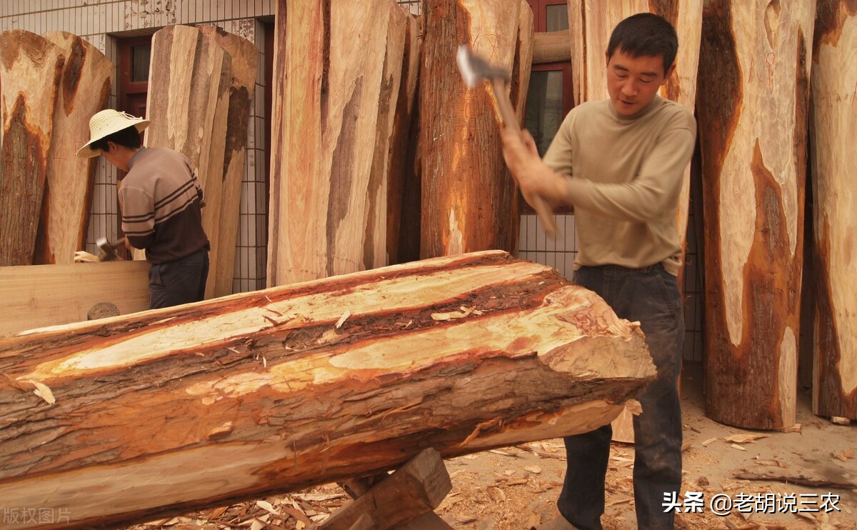 老农说：“柳木菜墩椿木案，桐木棺材金不换”，这是怎么回事？