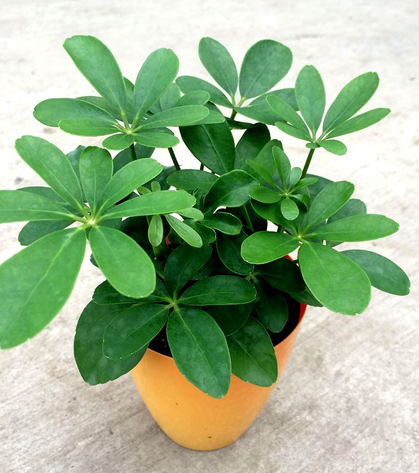 除甲醛最好的4种植物,什么植物除甲醛最好且好养