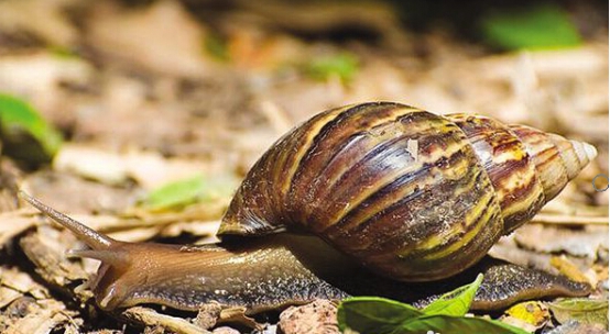 “偷渡”进来的大蜗牛，如今已在中国泛滥，广东人也无从下嘴