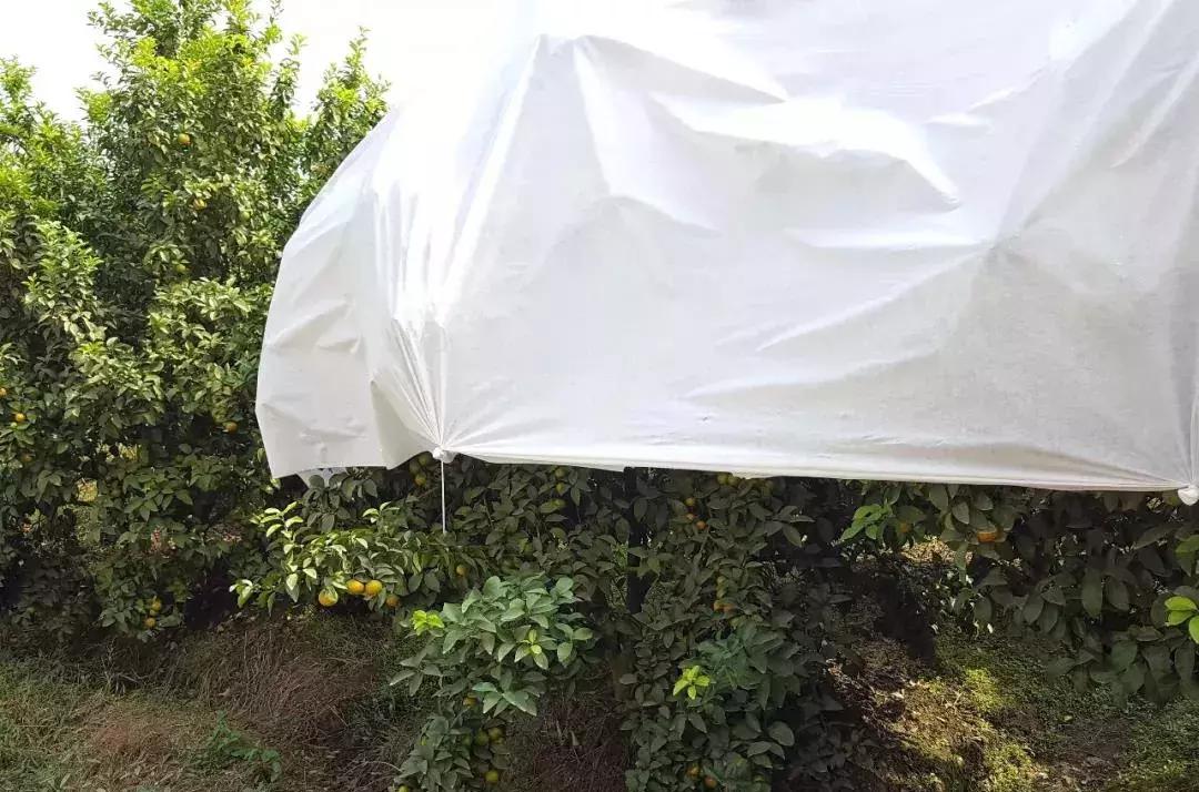 广西砂糖橘防冻技术视频,冬天沙糖桔如何盖膜