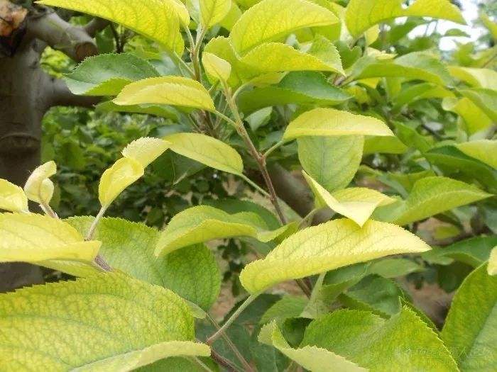 苹果树黄叶病,苹果树黄叶病怎么治疗