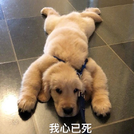 我只是个肥宅表情包,表情包我能插嘴吗