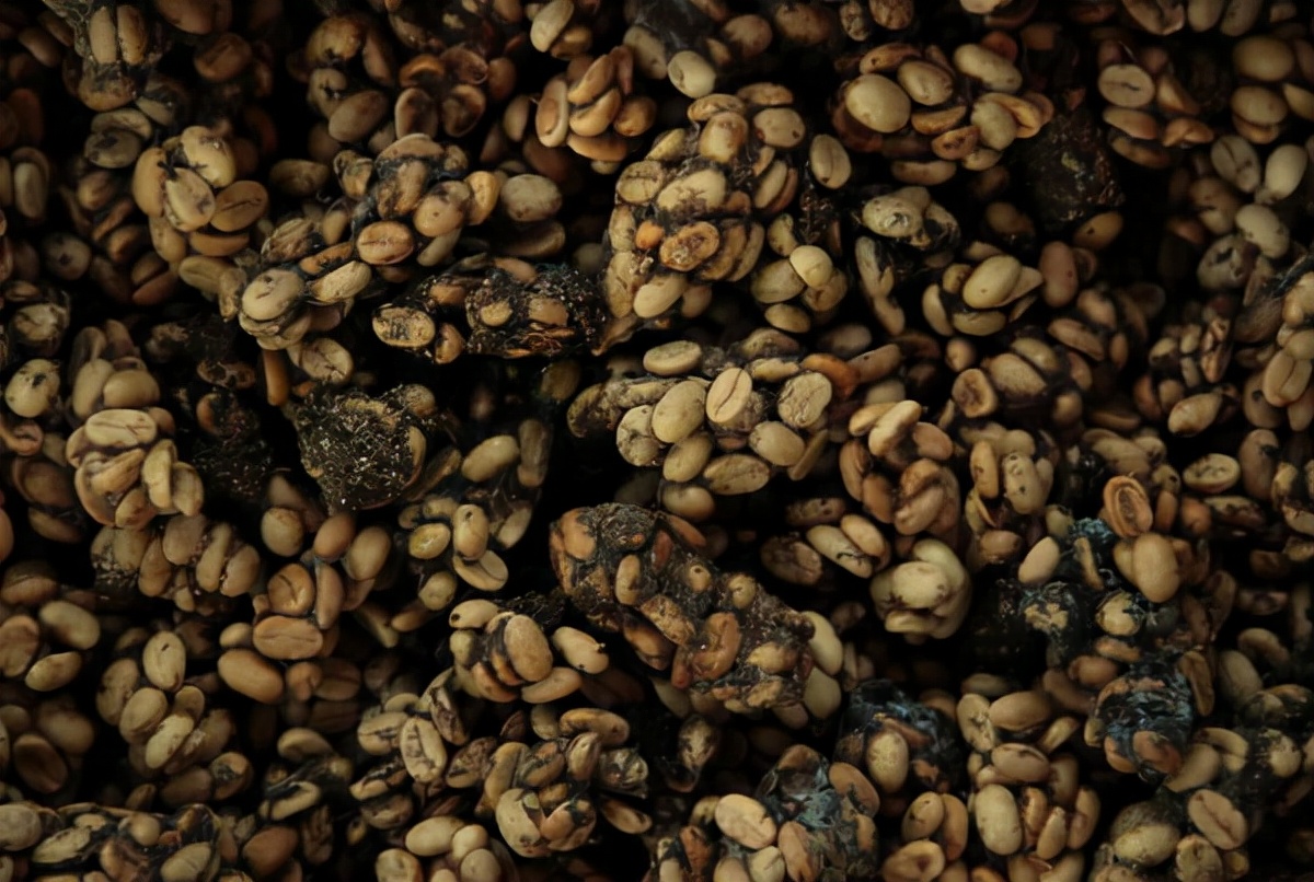 世界上最贵的挂耳咖啡,世界上第一贵的猫屎咖啡