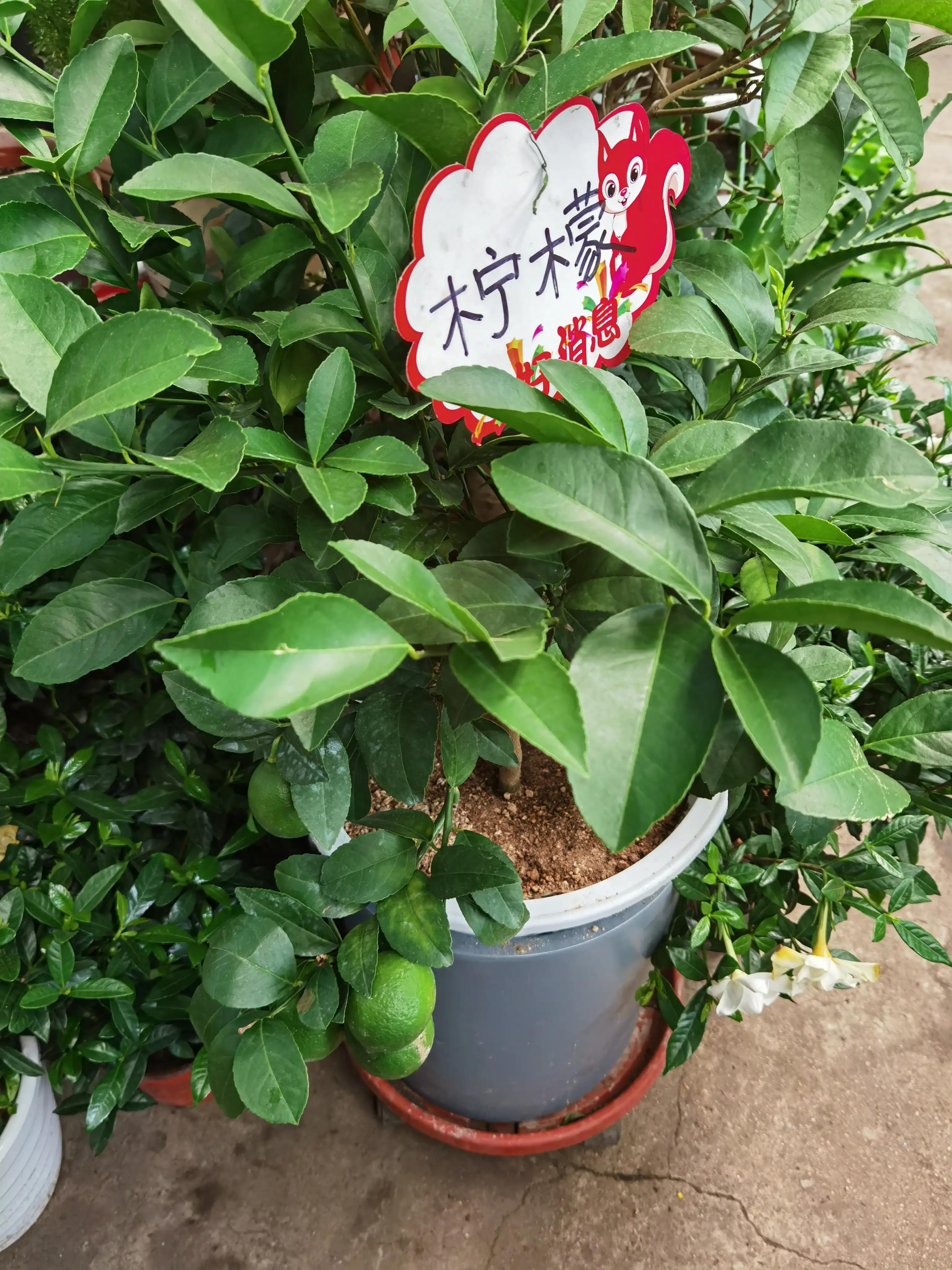 沈阳花卉市场搬哪去了,沈阳花卉市场批发各种绿植