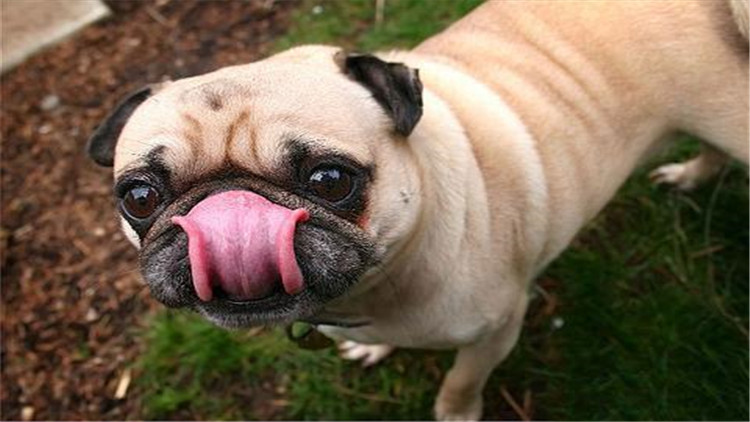 小公犬发情了有什么办法,母宠物犬发情怎么缓解