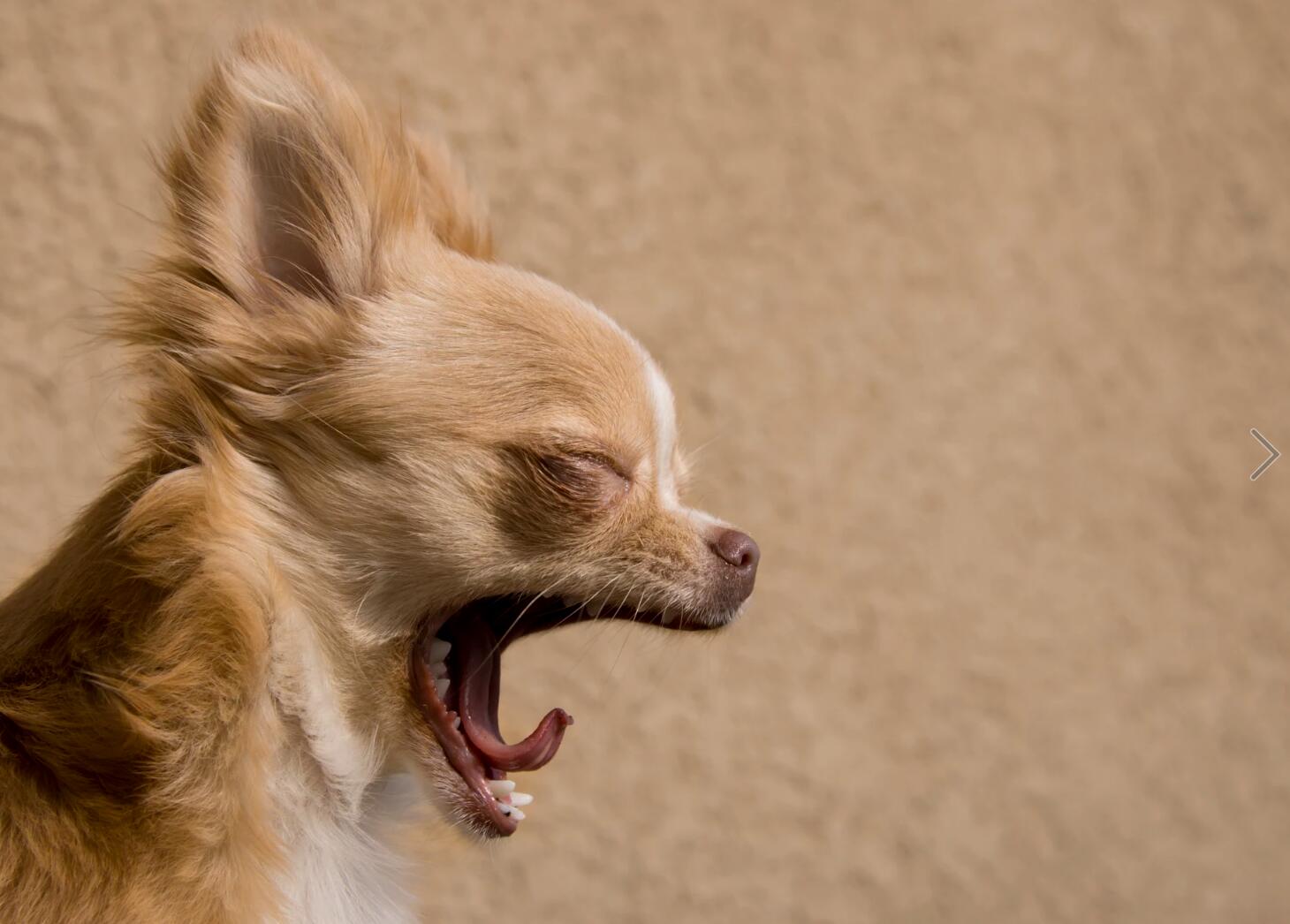 狗狗睡眠冷知识,狗狗睡眠秘密大全