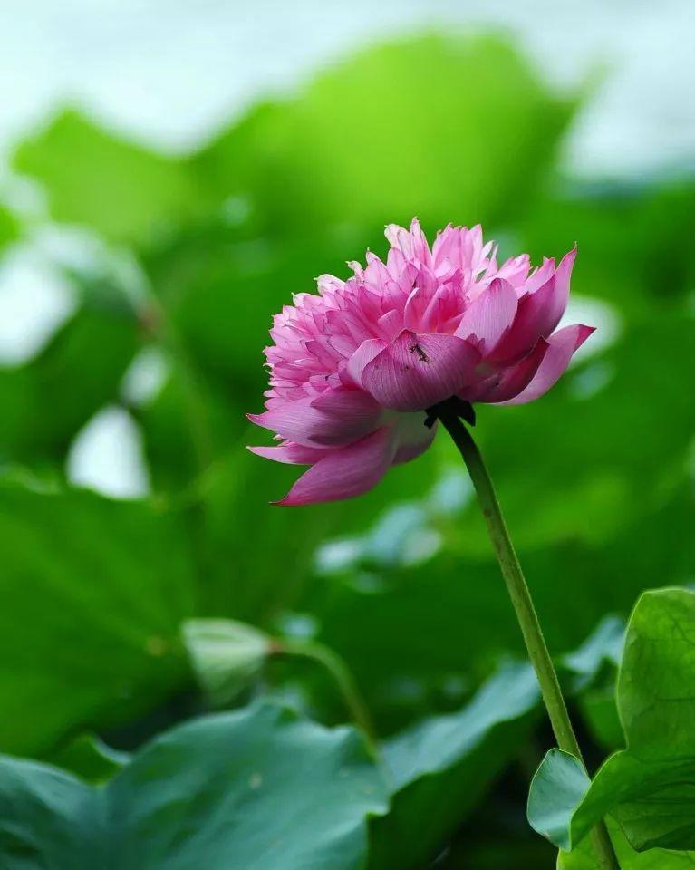 广州有荷花的地方,广州周边的荷花景点推荐