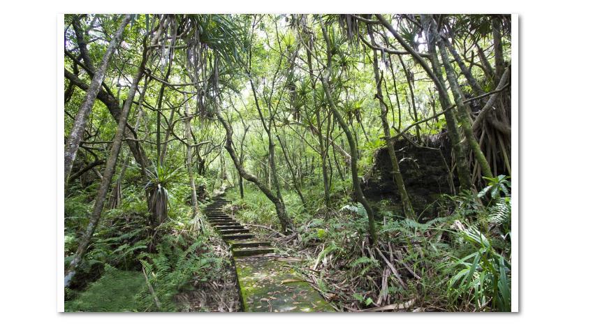 火山岛留尼汪,留尼汪岛的真实生活