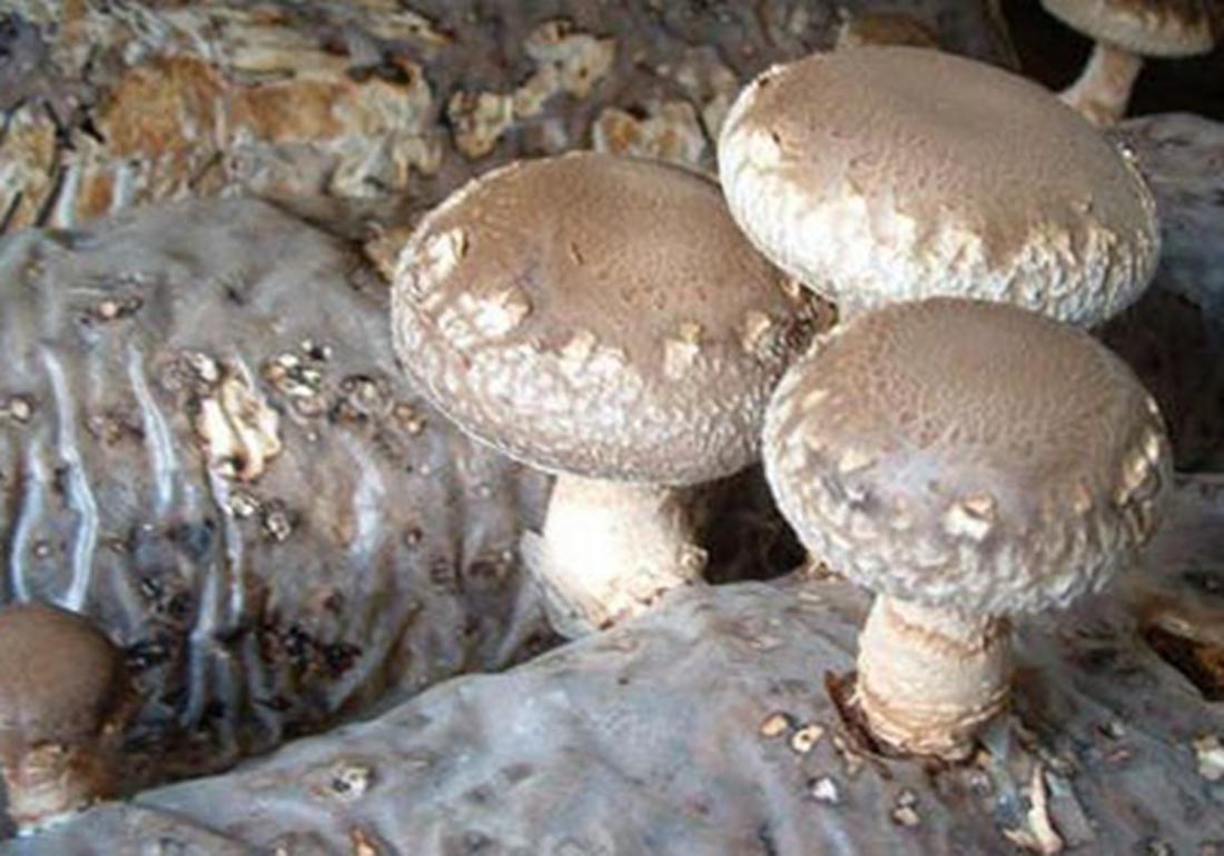 种植香菇怎样能快速发芽,香菇发菌期出现白毛菌怎么办