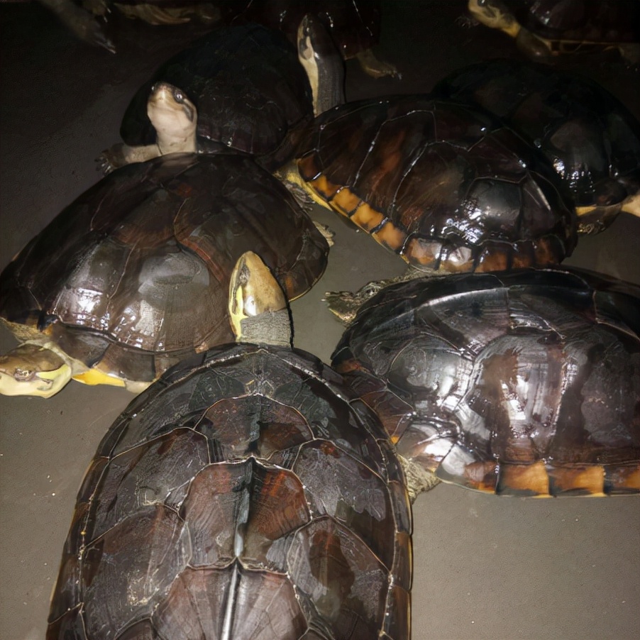 石金钱龟养了八年能卖多少钱,石金钱龟现状如何