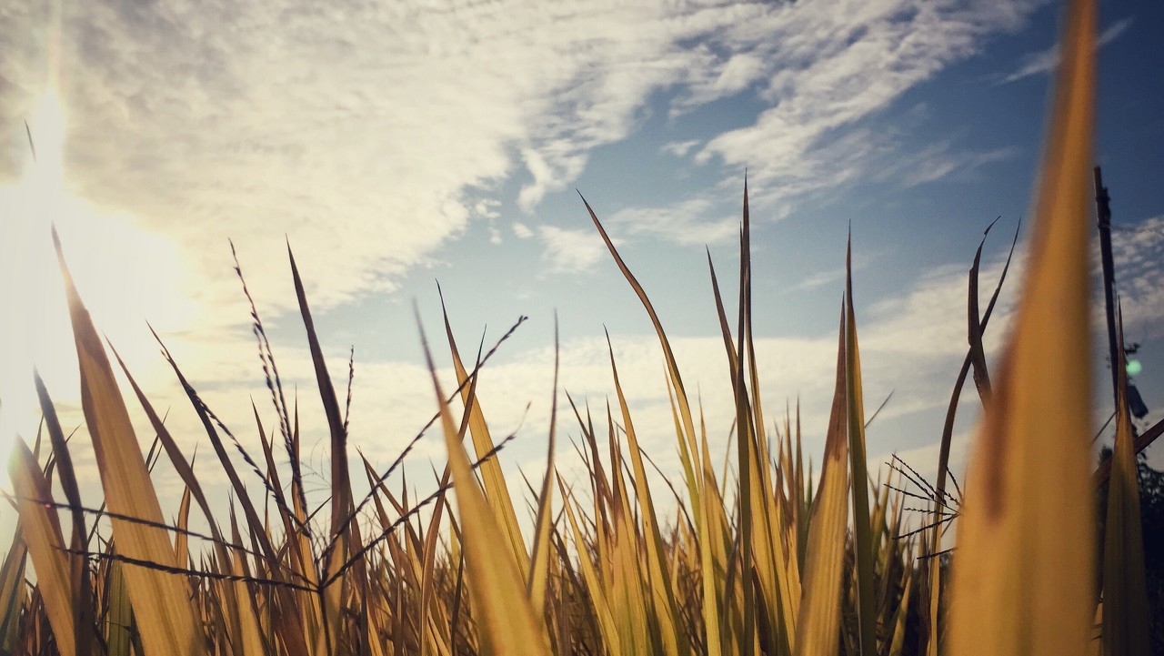 恒指李阳期货交易,恒指李阳期货经验分享