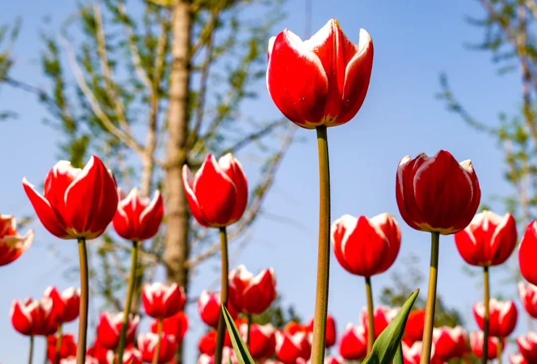 时光清浅秋意阑珊,时光清浅浮世清欢