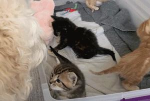 流浪猫猫赖到门口不走,流浪猫在我家门口赖着不走了