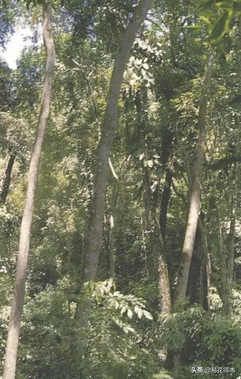 云南省国家一级保护植物图片,国家保护的植物蓝树