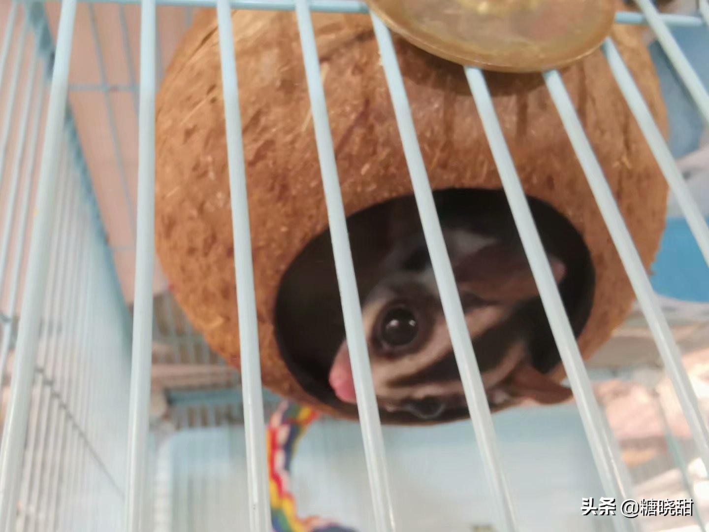 龙猫土拨鼠蜜袋鼯,龙猫真是太可爱了心都要被萌化了