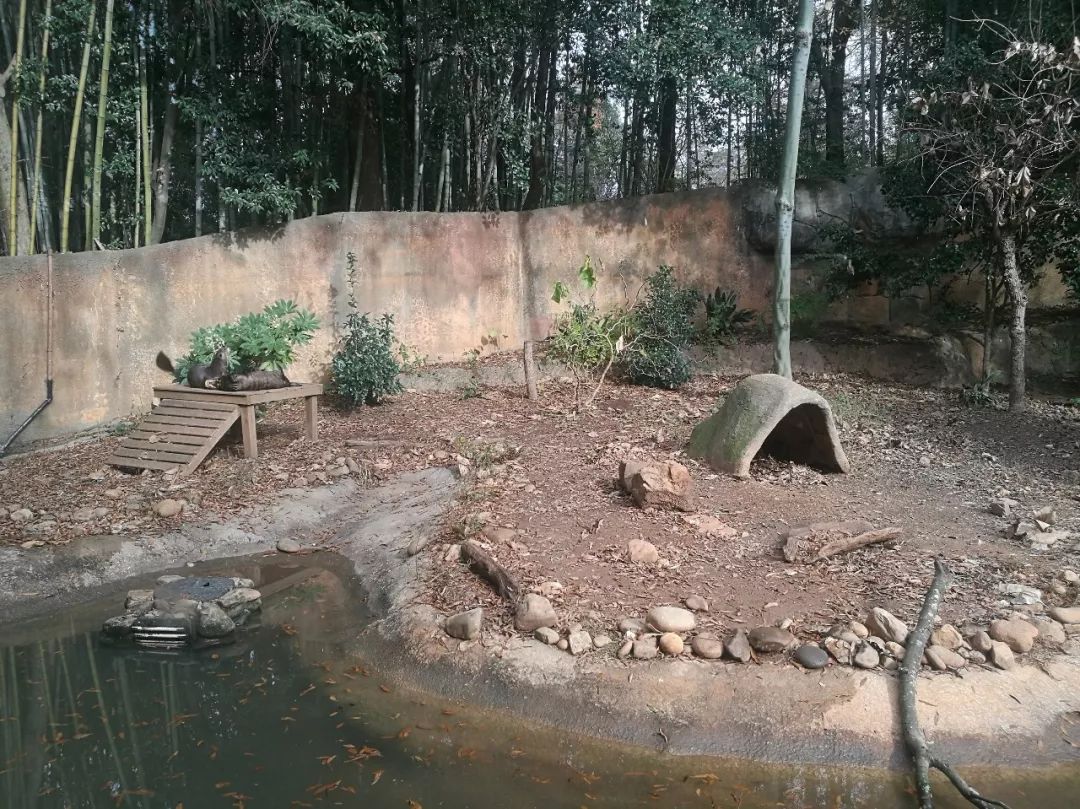 亚特兰大动物园,亚特兰大动物园和华盛顿动物园