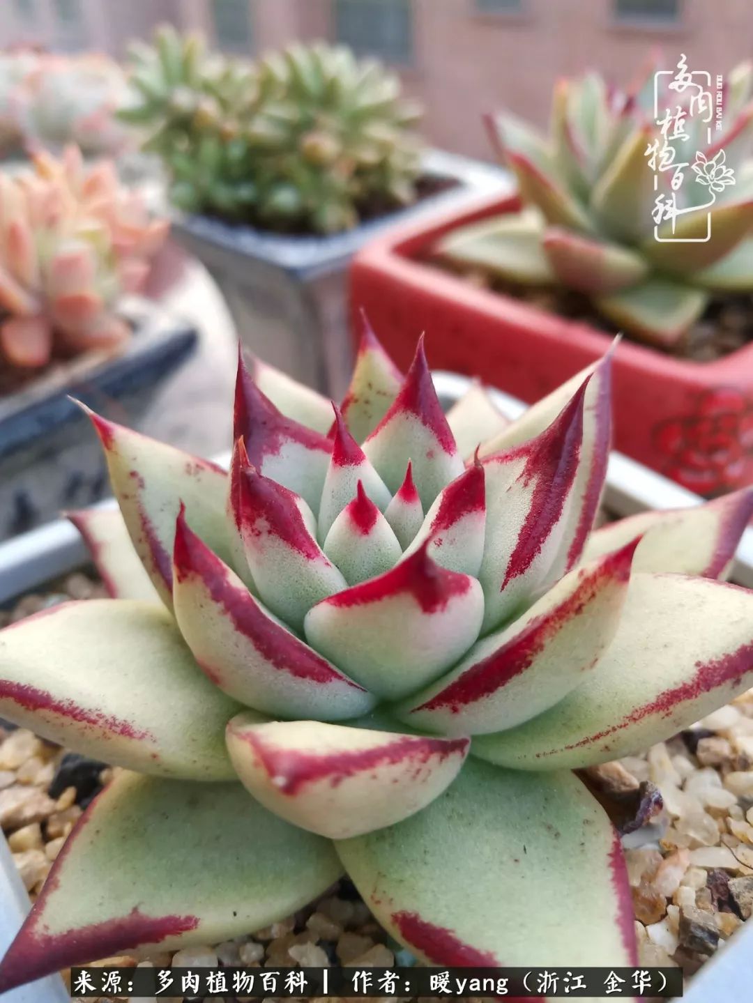 养多肉是业余的纯粹是爱好,每晚7点教您快速入门养多肉