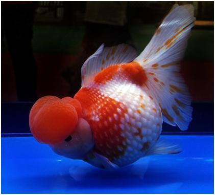 金鱼鉴赏分为三个方面,有关金鱼的种类资料大全