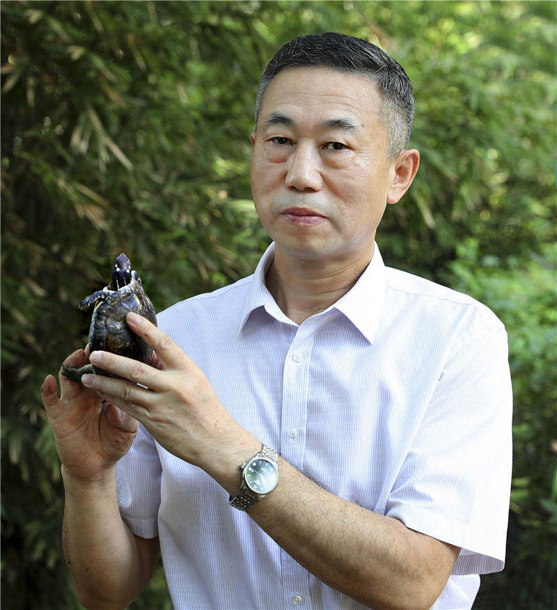 乌龟被吃了壳碎了,乌龟被螃蟹吃成骨架