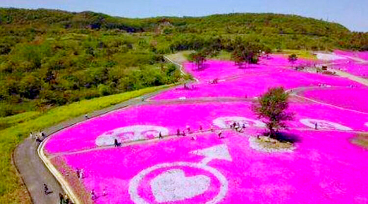 河北芝樱丛生福禄考种植基地,上海芝樱丛生福禄考报价