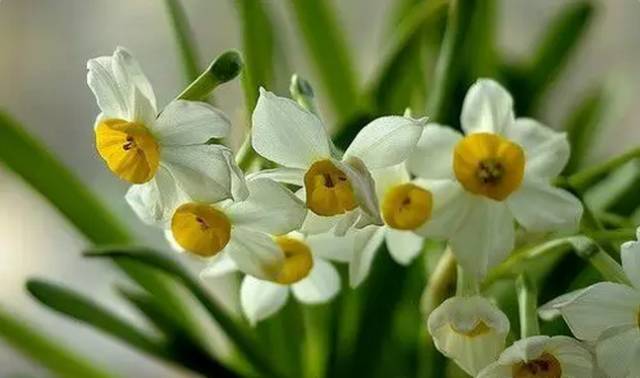 中国十大名花你认识几种呢,中国十大名花你喜欢哪种呢