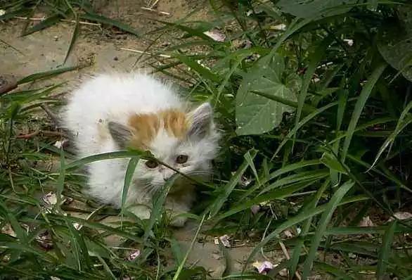 流浪猫百分之90都熬不过冬季,喂养流浪猫时流浪猫害怕怎么办