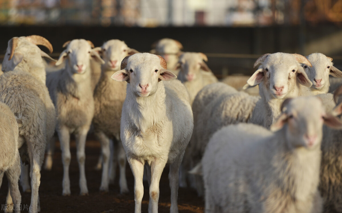 石家庄高标准农田建设项目2023,河北省2023项目集中开工