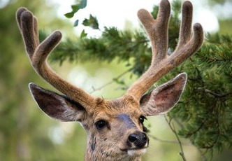 如何挑选鹿茸蜡片,鹿茸二杠怎么挑选