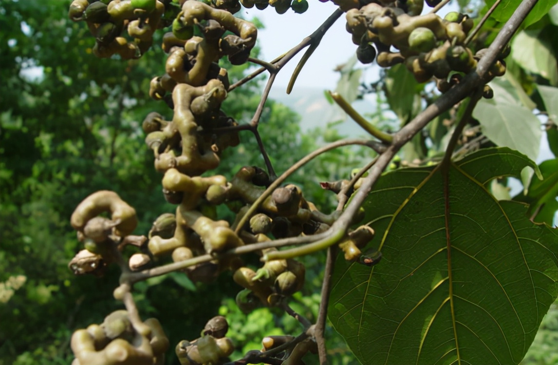 拐枣的形状与价值,拐枣骨鸡爪