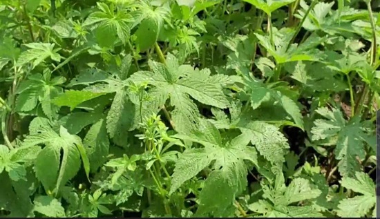 脚臭熏人怎么办,脚臭又痒怎么办