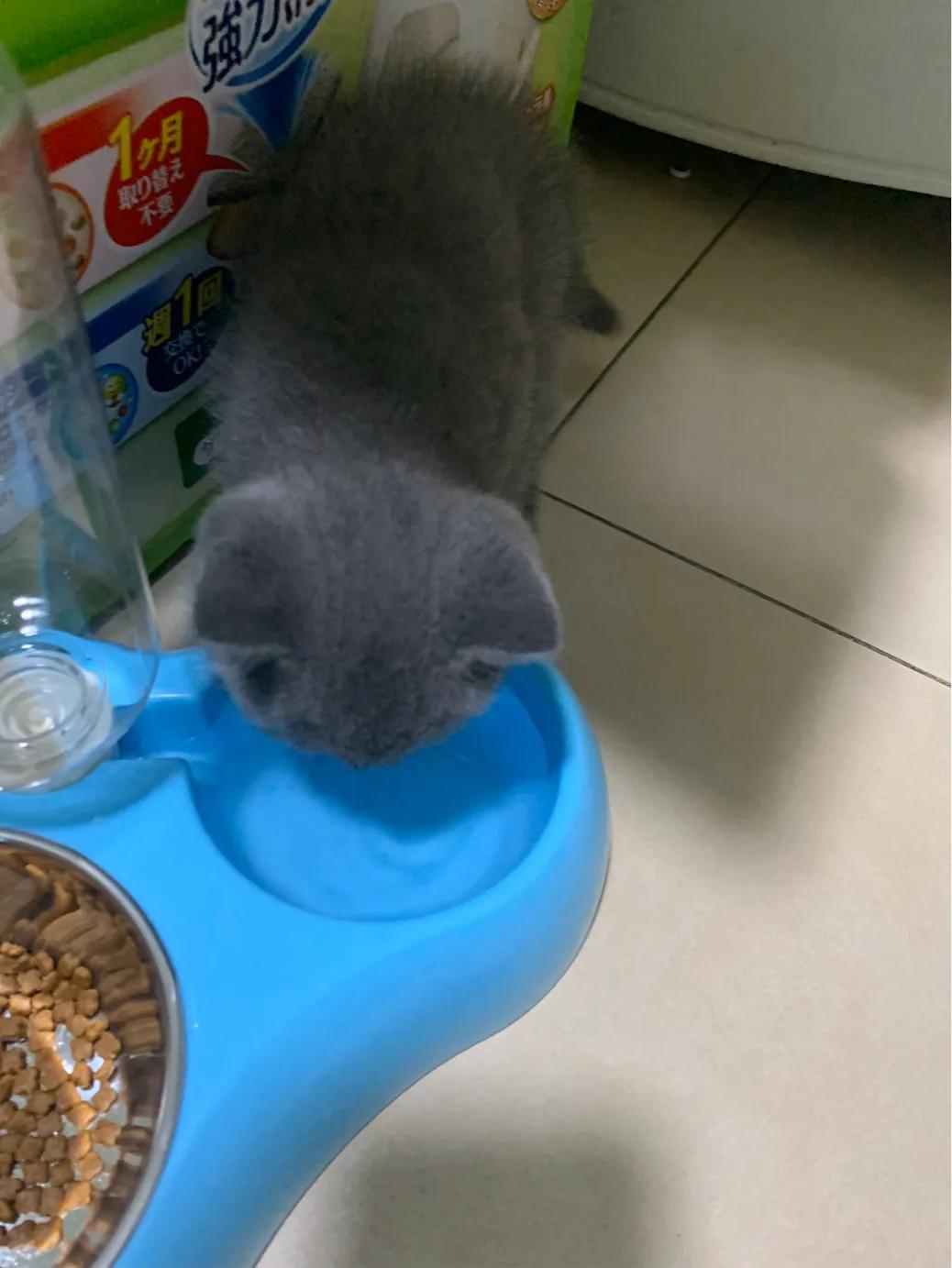 养一只英短蓝猫需要花多少钱,养猫咪的基础知识2个月蓝猫